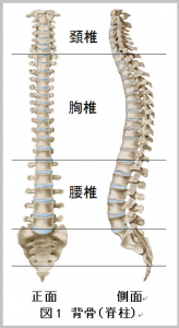 図1 背骨（脊柱）