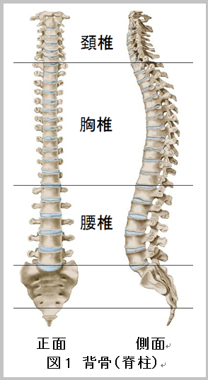 湾曲 症 脊柱